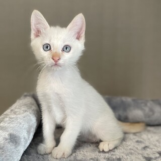 検討中　ブルーアイ白系男子⭐️がんば