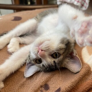 募集停止人気のキジ白馴れ馴れ男子⭐️ゆきね