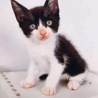 9/3石巻で里親探し会！7兄妹募集！「空」♂　