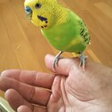 急募 セキセイインコ 