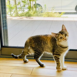 マイペースでかわいい子猫（仮・あいかちゃん）