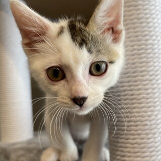人気の白キジ馴れ馴れ男子⭐️トーマス