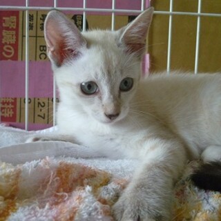綺麗なブルーアイのシルバーポイント子猫！
