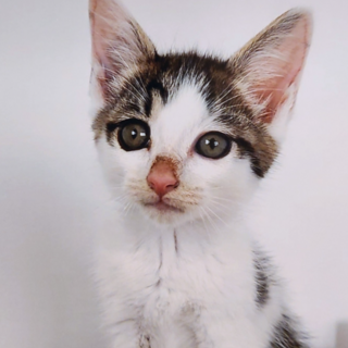 11/5石巻で里親探し会！「輝」♂