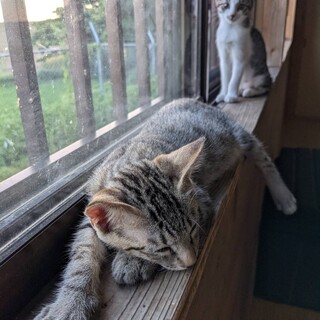 子猫を保護しています！