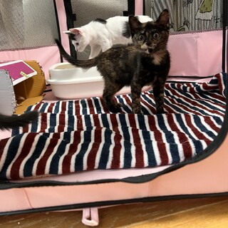 決定☆『マロナ』素敵なサビ柄模様の女の子