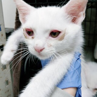 トライアル中　白猫❤️しろきち