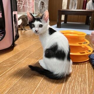 決定☆『キュロ』甘えん坊な人好きな女の子