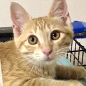 人が大好きで甘えん坊の茶トラ少年・翔平君
