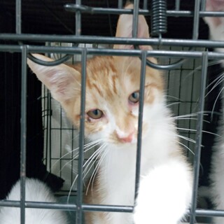 Help！期限あり幸せ待ち。茶白❤️ちゃたろう