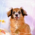ずっとのおうちが決まりました！ポヌちゃん♡
