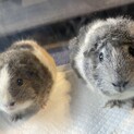 モルモット2匹可愛がって頂ける方募集しています。