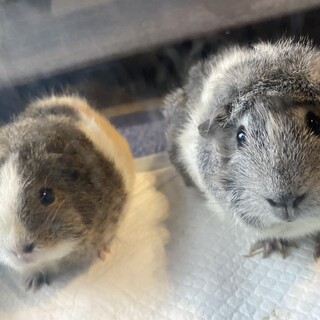 モルモット2匹可愛がって頂ける方募集しています。