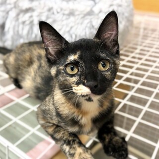 賢く優しいサビネコの女の子♪ずっとのお家探し中