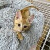 茶トラの女の子①2ヶ月 サムネイル2