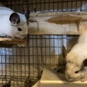 チンチラ　親子　3匹