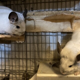 チンチラ　親子　3匹