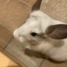 チンチラ　親子　3匹 サムネイル3