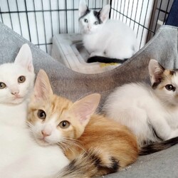 in瀬戸市☆さらに続・何と子猫が6０匹～の超子猫大祭！☆2023年8月13日（日）ちーむ にゃいんず