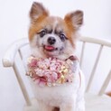 ずっとのおうちが決まりました！マルモちゃん♡