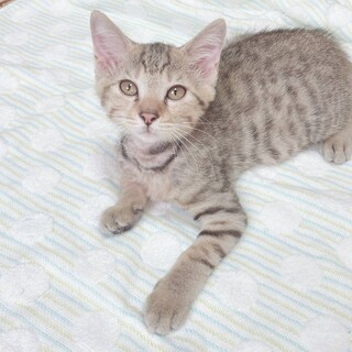 人慣れバッチリ姉妹！ララちゃん♪3カ月半位！