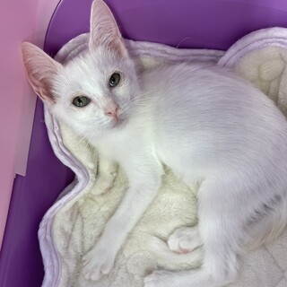 ディズニーのマリーちゃんそっくりの女の子2か月