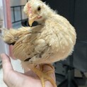 セラマ中雛