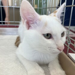 名古屋市緑区猫の譲渡会