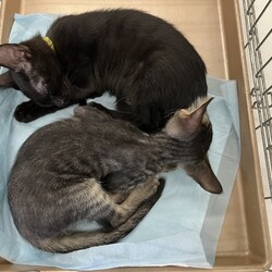 名古屋市緑区猫の譲渡会