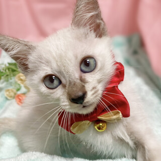 ビューティー３姉妹♪ブルーアイのシャム『リンス』