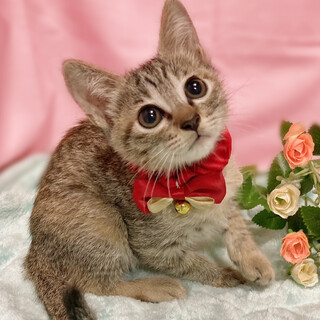 ビューティー３姉妹♪まんまるの目が可愛い『コロン』