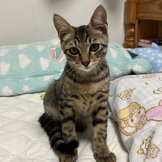 キジトラくん