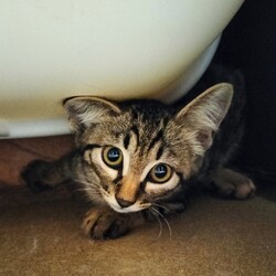 「新入り子猫、その後といろいろ…」サムネイル2