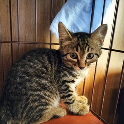 「新入り子猫、その後といろいろ…」サムネイル3