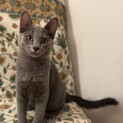 ずっとのおうちが決まりました！せりちゃん♡