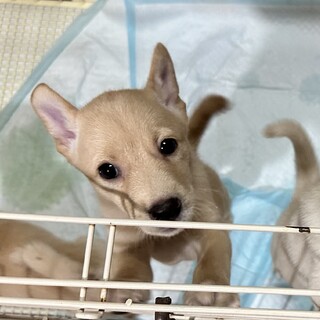 【募集】タルト♂の幸せを探しています！