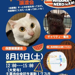 ねこの譲渡会