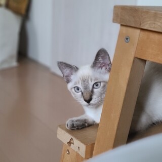 かっこいいシャム猫風の男の子