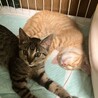 わんぱく茶トラとおっとりキジトラの子猫兄妹 サムネイル4