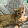 わんぱく茶トラとおっとりキジトラの子猫兄妹 サムネイル6