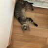 わんぱく茶トラとおっとりキジトラの子猫兄妹 サムネイル7