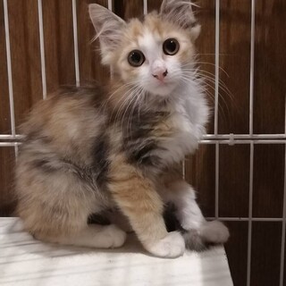 ゴージャス三毛美猫大人しい♀2か月半