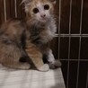ゴージャス三毛美猫大人しい♀2か月半 サムネイル2