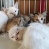 ゴージャス三毛美猫大人しい♀2か月半 サムネイル3