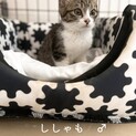 遊ぶの大好き！キジ白＆靴下「ししゃも」くん
