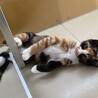 ♦︎5匹のもものけ姫チーム♦︎ サムネイル4