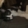 ♦︎5匹のもものけ姫チーム♦︎ サムネイル7