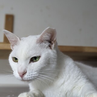 甘えたりおねだりが上手な可愛いミタちゃん