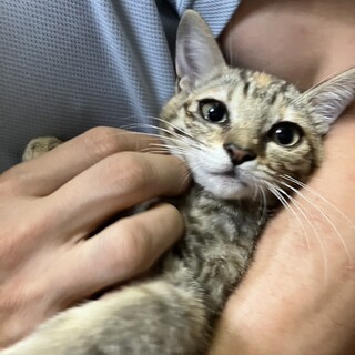 額のオレンジマークが特徴。”麦わら猫”♀2か月半半