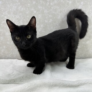 短足マンチカン❗️甘えて傍を離れません❤竜馬